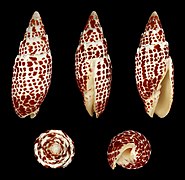 Mitra papalis (Papal Mitre), Shell