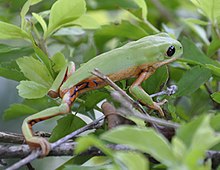 Molecular-and-Morphological-Evidence-Evidence-a-New-Species-in-the-Phyllomedusa-hypochondrialis-pone.0105608.g006A (обрезано) .jpg