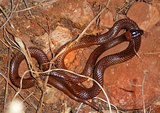 <span class="mw-page-title-main">Orange-naped snake</span> Species of snake