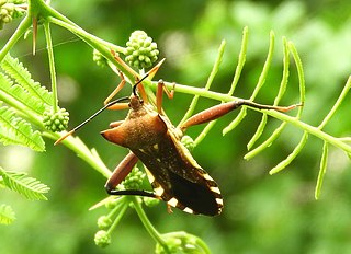 <i>Mozena lunata</i> Species of true bug