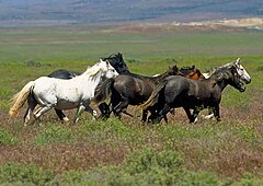 Horses gathered on an open range