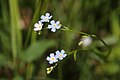 Myosotis palustris