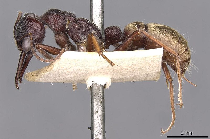 File:Myrmecia piliventris casent0907100 p 1 high.jpg