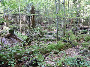 NSG és Bannwald Große Tannen: holt fa