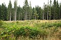 Čeština: Přírodní rezervace Najmanka na území obce Borová Lada na Šumavě English: Najmanka natural reserve near Borová Lada, Czech Republic