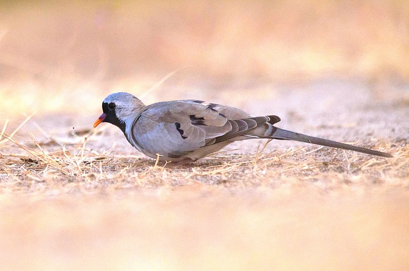 File:Namaqua Dove near Nalsarovar Bird Sanctuary.jpg
