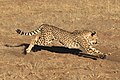 * Nomination Cheetah jumping at toy lure --AlexanderKlink 22:55, 9 September 2022 (UTC) * Decline  Oppose bluured action shot 1/500 sec --Charlesjsharp 11:02, 11 September 2022 (UTC)