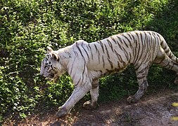 Biały tygrys w zoo Nandankanan