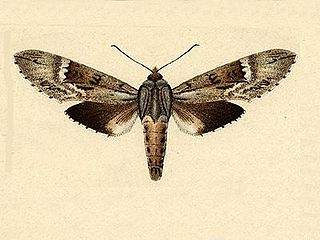 <i>Nannoparce poeyi</i> Species of moth