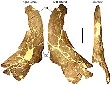 Nasal horn Nasal horncore of Stellasaurus.jpg