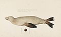 Naturalis Biodiversity Center - RMNH.ART.862 - Zalophus californianus japonicus - Kawahara Keiga - 1823 - 1829 - Siebold Collection - pencil drawing - water colour.jpeg
