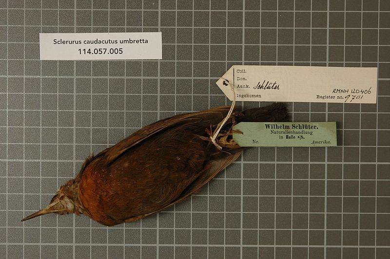 File:Naturalis Biodiversity Center - RMNH.AVES.120406 - Sclerurus caudacutus umbretta (Lichtenstein, 1823) - Furnariidae - bird skin specimen.jpeg