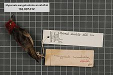 Myzomela sanguinolenta annabellae Sclater, 1883