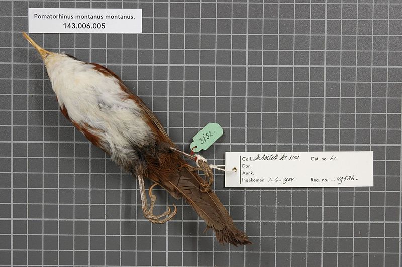 800px-Naturalis_Biodiversity_Center_-_RMNH.AVES.49586_2_-_Pomatorhinus_montanus_montanus_Horsfield%2C_1821_-_Timaliidae_-_bird_skin_specimen.jpeg