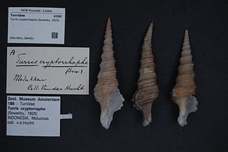 <i>Purpuraturris cryptorraphe</i> Species of gastropod