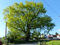 "Pest oak" em Oberpesterwitz (Quercus robur)