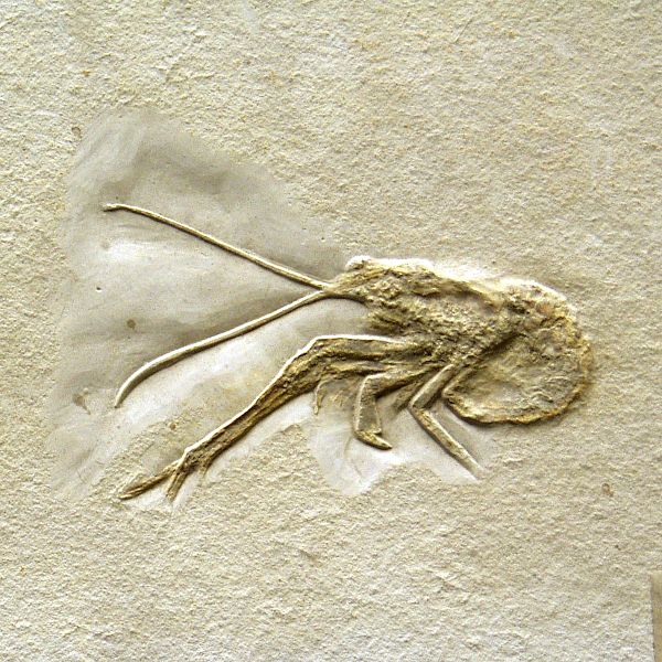 File:Naturkundemuseum Berlin - Mecochirus longimanatus - Solnhofen.jpg