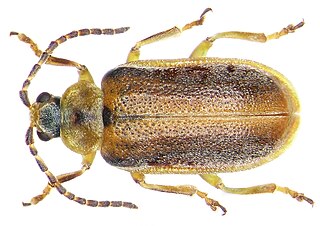 <i>Neogalerucella</i> Genus of beetles