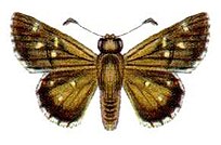 Neohesperilla senta (ento-csiro-au) .jpg