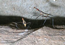 Female at left oviposits while a male stands by NeriidaeOvipositing.JPG