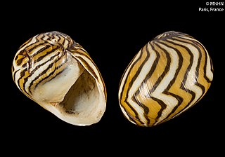 <i>Vitta zebra</i> Species of gastropod