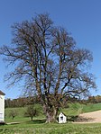 Summer linden tree