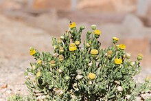 Nolletia gariepina-0425 - Flickr - Ragnhild & Neil Crawford.jpg