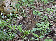 Eastern cottontail North American Cottontail Rabbit.jpg