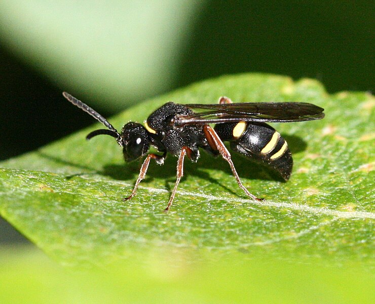 File:Nysson spinosus (female).jpg