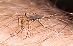 Thumbnail for Aedes canadensis