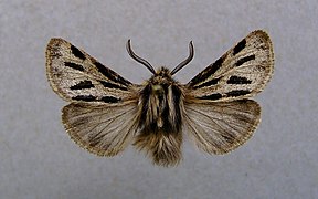 Ocnogyne des Alpes (Ocnogyna parasita)