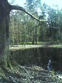 Zdjęcie przedstawia niewielki staw położony w środku lasu. Na pierwszym planie widać masywny dąb o grubym pniu znajdujący się na brzegu stawu, natomiast na dalszym planie, na przeciwległym brzegu stawu, widoczne są drzewa iglaste.