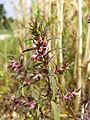 Der seltene Frühlings-Rot-Zahntrost (Odontites vernus) ist stark gefährdet.[3]