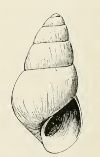 <i>Odostomia sillana</i> species of mollusc