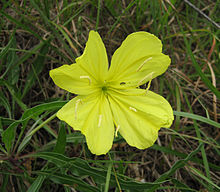 Oenothera macrocarpa Тенеси.jpg