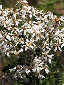 Olearia oppositifolia.jpg