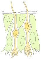 Schemat nabłonka węchowego