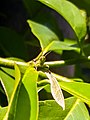 Omocestus viridulus - grasshopper looking at me.jpg