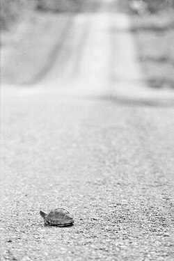 A turtle on its road, Mid West of the USA, 1971