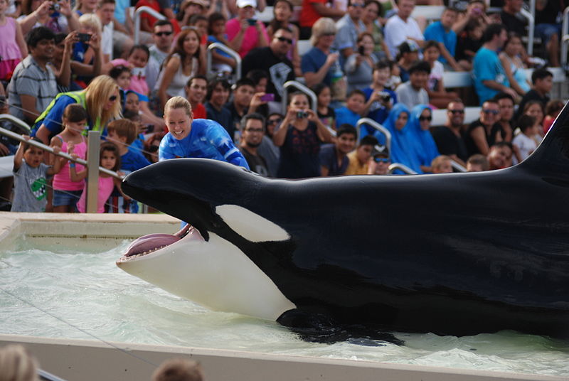 File:One Ocean (Killer Whale Show) @ Sea World.jpg