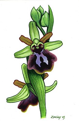 Ophrys sphegodes.pókbangó.jpg
