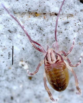 <span class="mw-page-title-main">Opilioacaridae</span> Order of mites