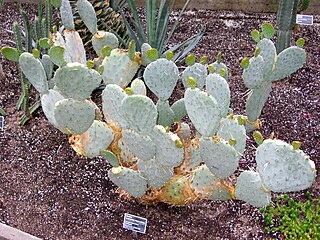 <i>Opuntia macrorhiza</i> Species of cactus