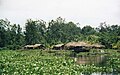 Des maisons sur pilotis de communautés indigènes du delta de l'Orénoque.