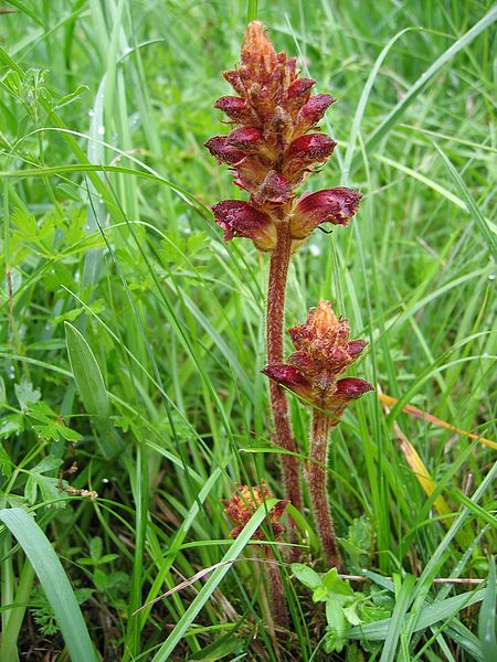 File:Orobanche gracilis.jpg