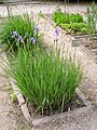 Iris sibirica