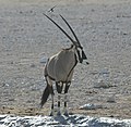 Oryx gazella.jpg