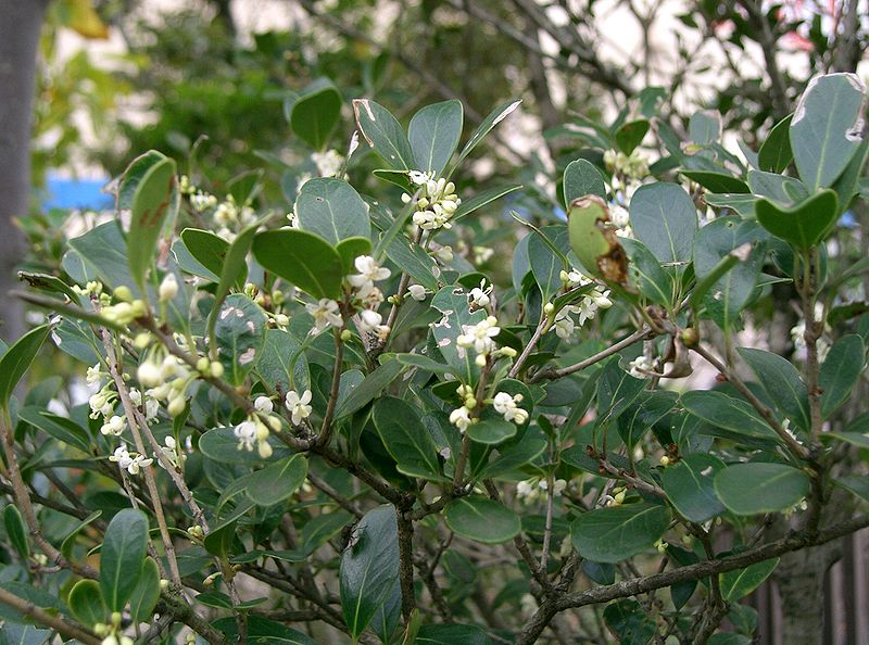 File:Osmanthus heterophyllus Rotundifolius3.jpg