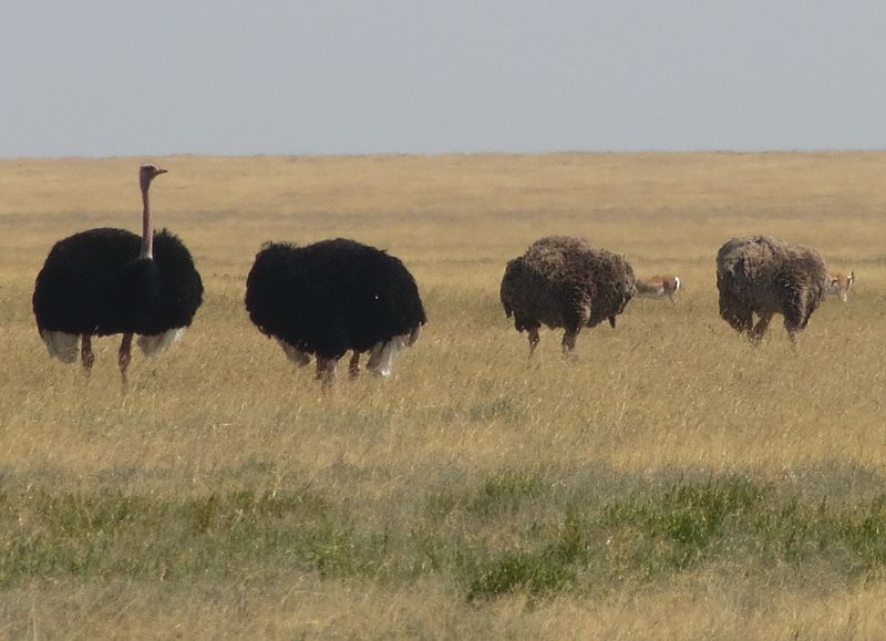 File:Ostrich - photo by Kim Parry, Ontario CA. (9505676039).jpg