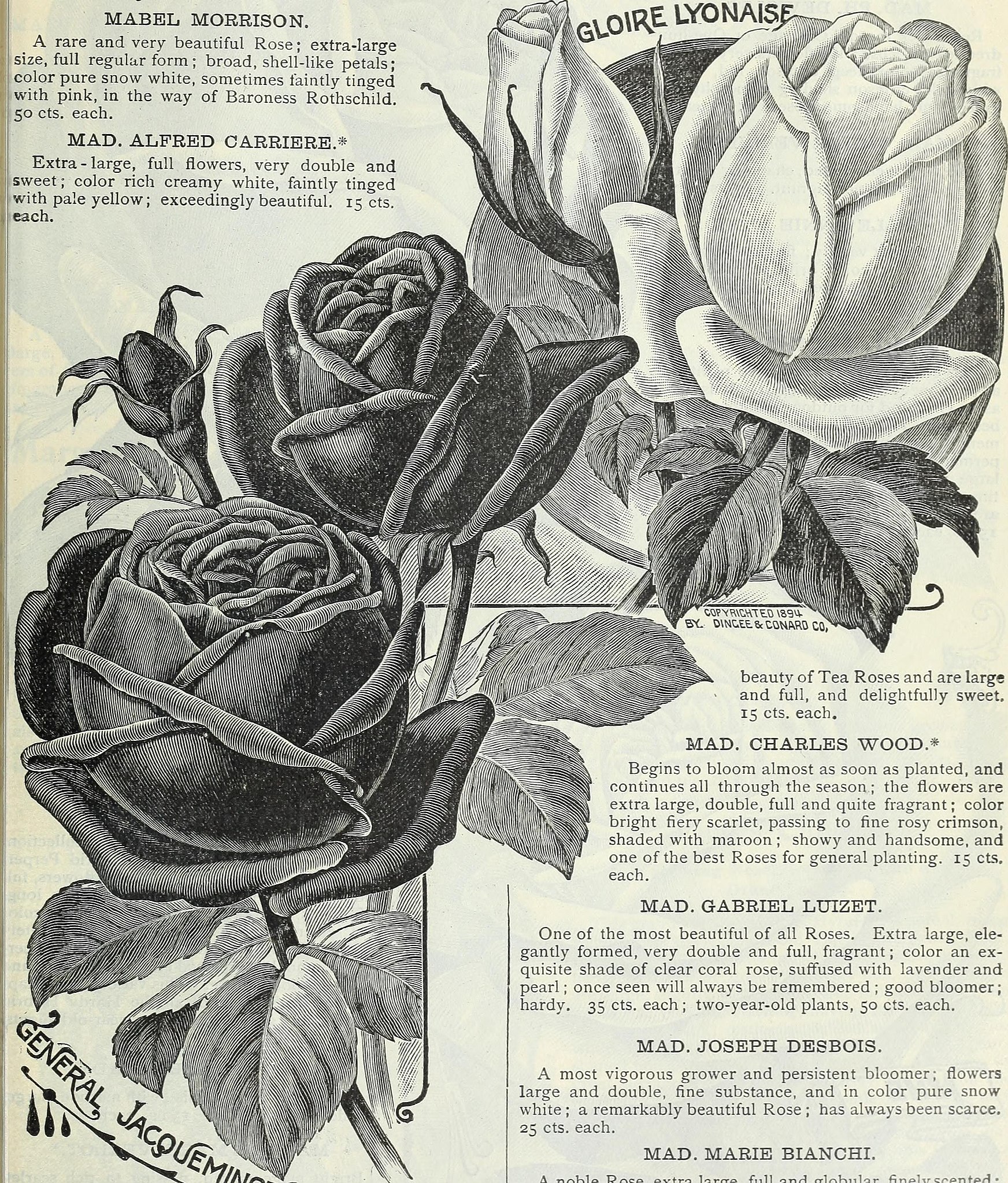 Archive image from page 37 of Dingee guide to rose culture Dingee